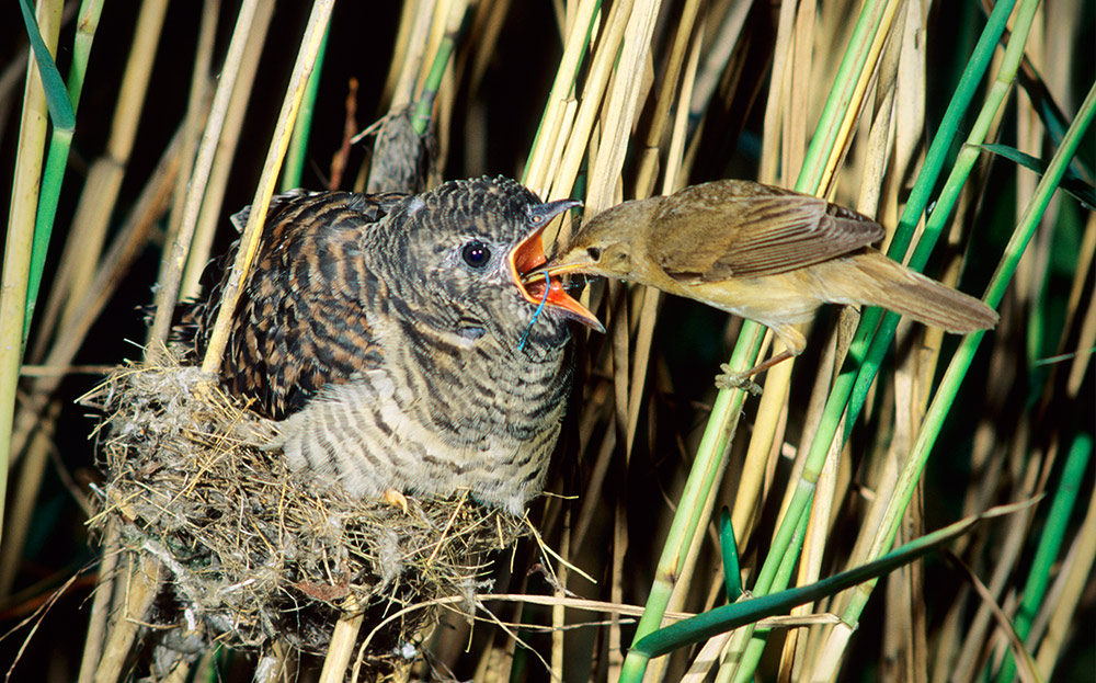 Reed warbler feeding a cuckoo - Jeremy Clarkson's most outrageous review